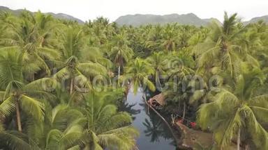 空中俯瞰棕榈树和河流，一个人试图在椰子树上平衡